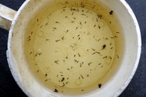 A white dipper full of mosquito larvae. The dipper is a tool used in surveillance of immature mosquito larvae in thier natural habitat.